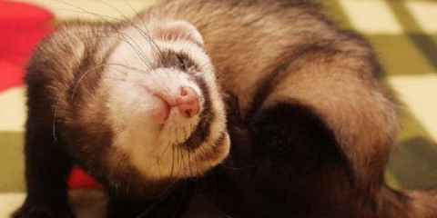 Zašto ćelav rep tvora: uzroci i liječenje